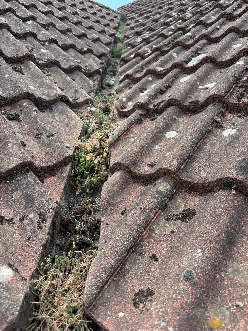 Roof valley thick with moss and weed growth before clearing